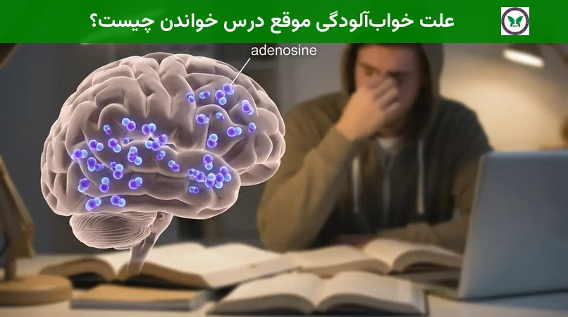 علت خواب‌آلودگی موقع درس خواندن چیست؟